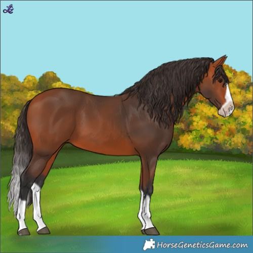 Horse Color:Bay Splash Frame 