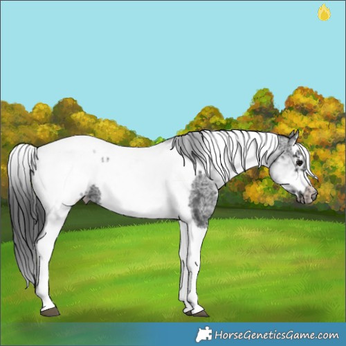 Horse Color:White Spotted Black Splash Tobiano Frame Blanket