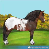 Horse Color:Bay Snowcap
