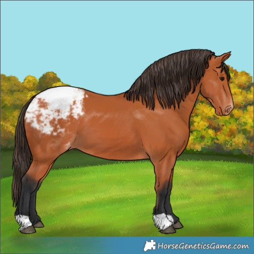 Horse Color:Bay Snowcap 