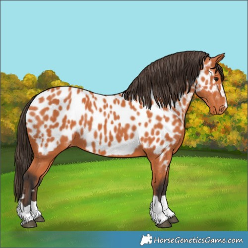 Horse Color:Bay Near Leopard