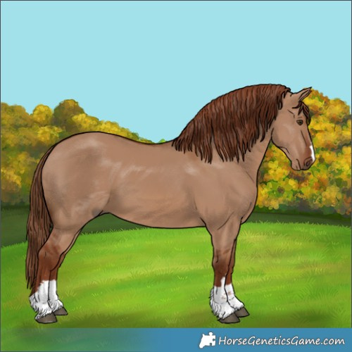Horse Color:Red Dun 