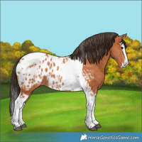 Horse Color:Bay Splash Tobiano Blanket and Bay Splash Tobiano Blanket