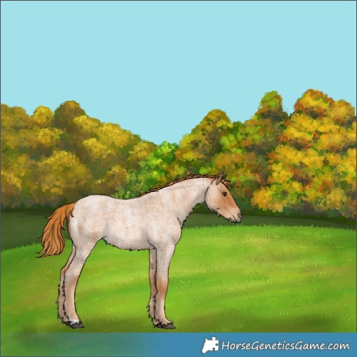 Horse Color:Red Roan Rabicano