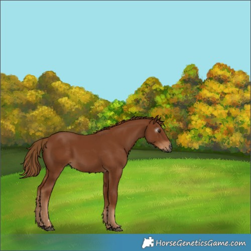 Horse Color:Gray Chestnut 
