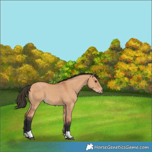 Horse Color:Bay Dun 