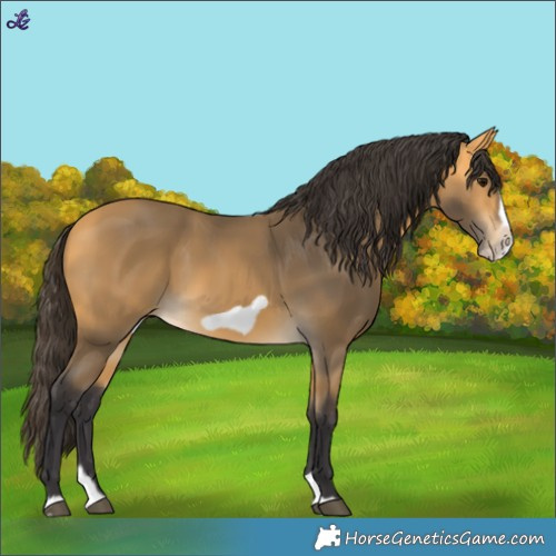 Horse Color:Buckskin Splash Frame
