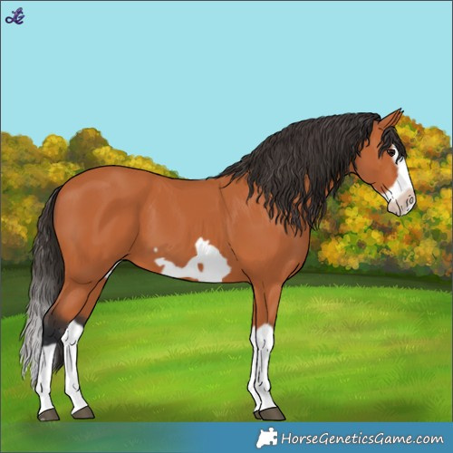 Horse Color:Bay Splash Frame
