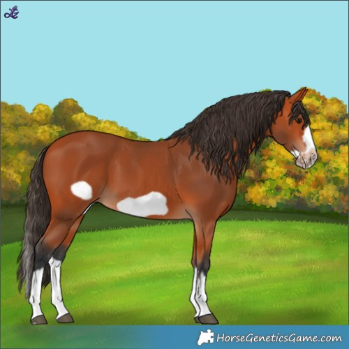 Horse Color:Bay Splash Frame