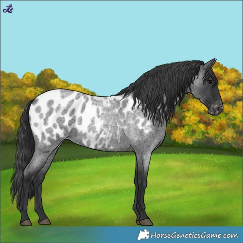 Horse Color:Blue Roan Near Leopard