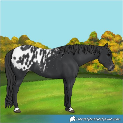 Horse Color:Black Blanket