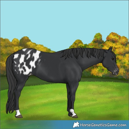Horse Color:Black Blanket 