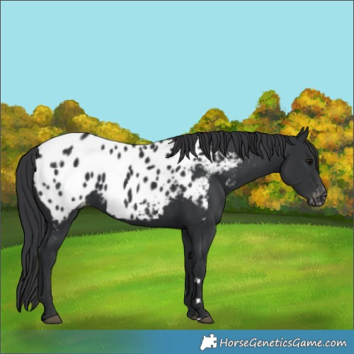 Horse Color:Black Near Leopard 