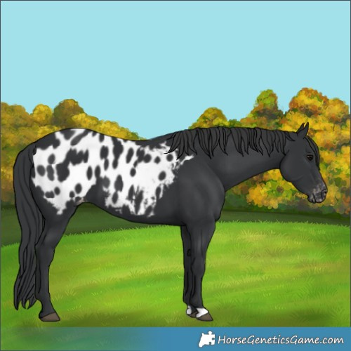 Horse Color:Black Blanket 