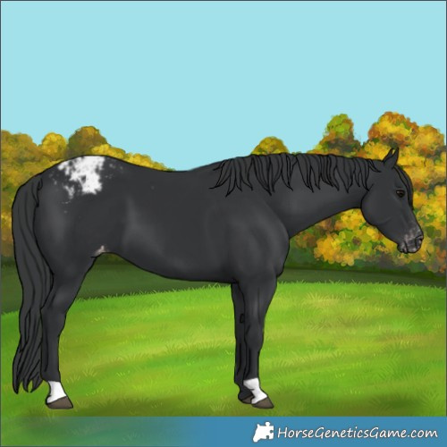 Horse Color:Black Varnish 