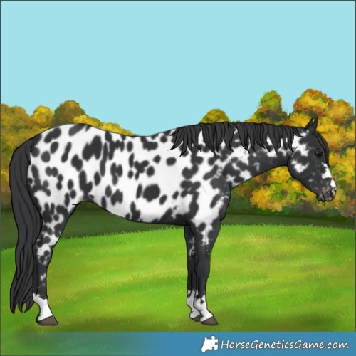Horse Color:Black Near Leopard 