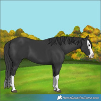 Horse Color:Black Splash 