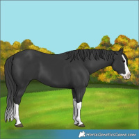 Horse Color:Black Splash 