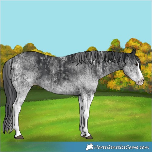 Horse Color:White Spotted Black Splash  and White Spotted Black Splash 