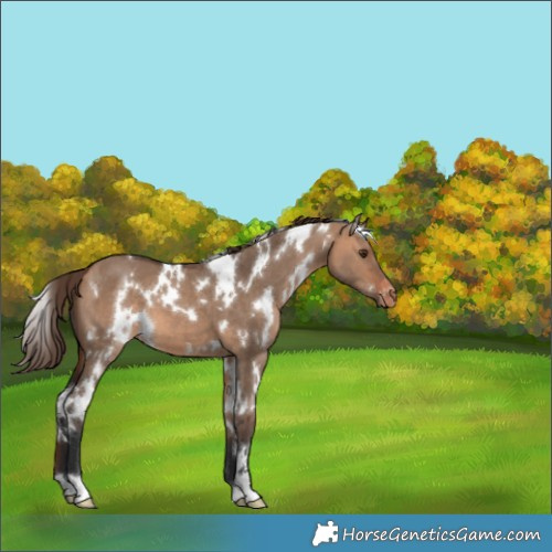 Horse Color:White Spotted Bay Dun Varnish 