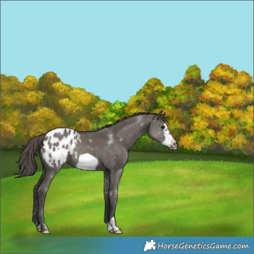 Horse Color:Grullo Frame Blanket
