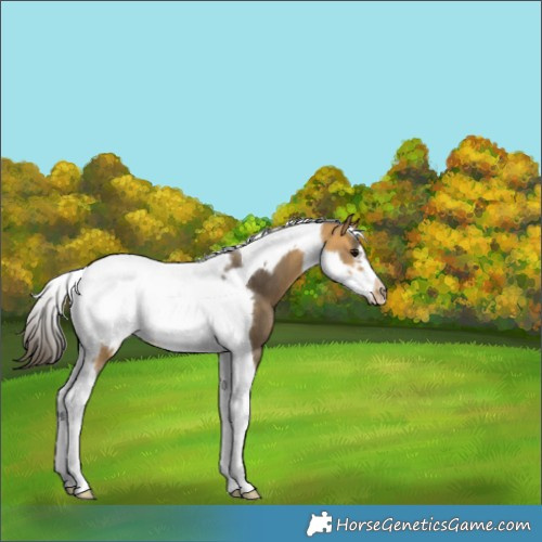 Horse Color:Buckskin Tobiano Frame 