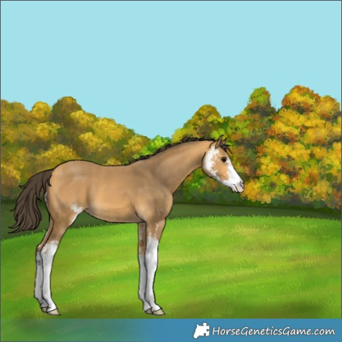 Horse Color:Buckskin Sabino