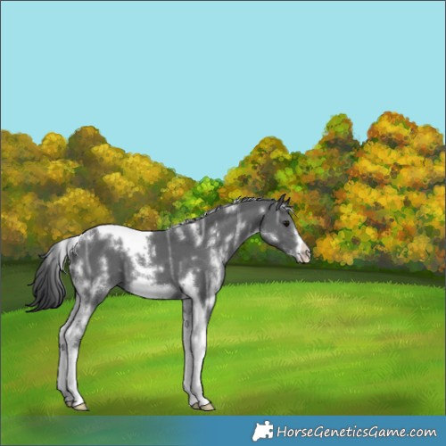 Horse Color:White Spotted Black Ice Tobiano Frame 