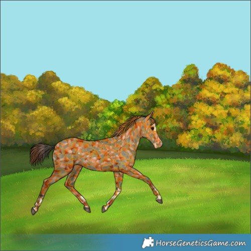 Horse Color:Smoky Grullo Splash 