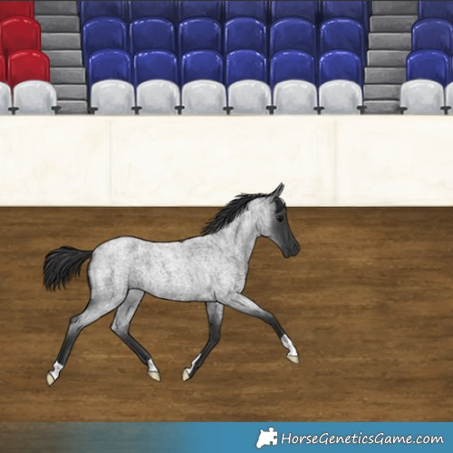 Horse Color:Blue Roan