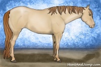 Horse Color:Red Dun Pearl