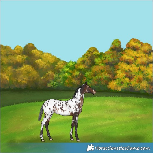 Horse Color:White Spotted Bay Blanket Rabicano