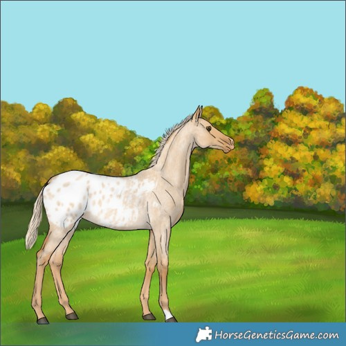 Horse Color:Palomino Roan Dun Blanket 