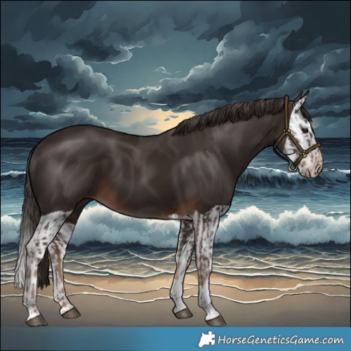 Horse Color:Liver Chestnut  and Liver Chestnut Splash 