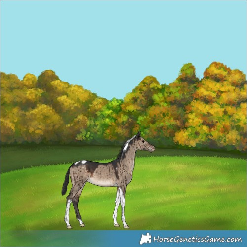 Horse Color:Brown Dun Tobiano Varnish Brindle