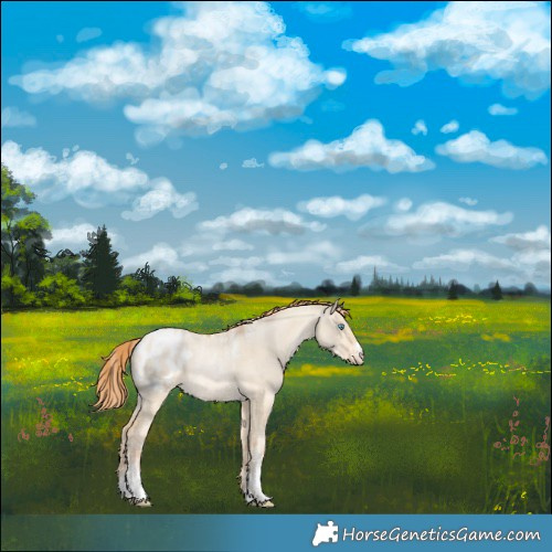 Horse Color:Powder White Buckskin Pearl Dun Blanket