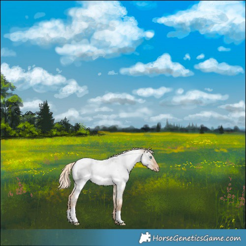 Horse Color:Chocolate Palomino Roan Pearl Dun Near Fewspot