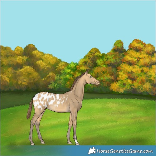 Horse Color:Amber Cream Champagne Blanket 