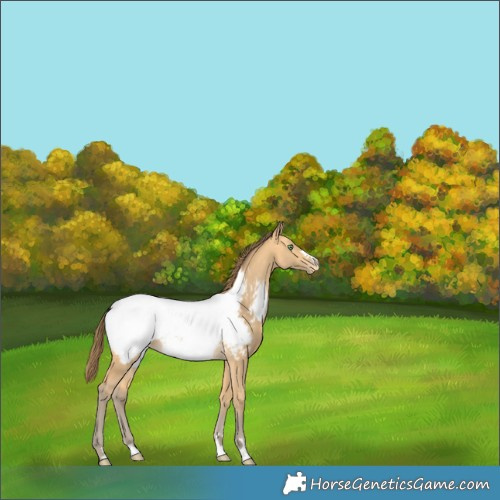 Horse Color:Amber Cream Champagne Snowcap 