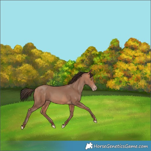 Horse Color:Amber Champagne 