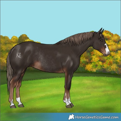 Horse Color:Liver Chestnut Rabicano 