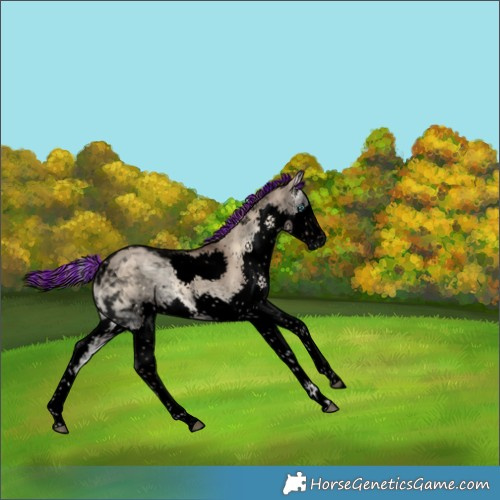 Horse Color:Void Painted Liver Red Dun Onyx Splash Tobiano 