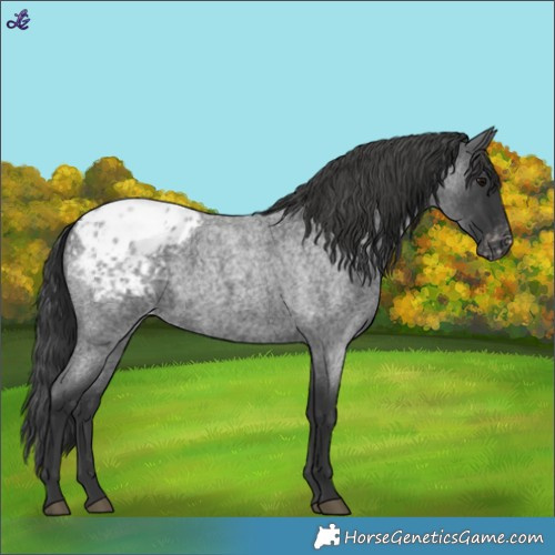 Horse Color:Blue Roan Blanket