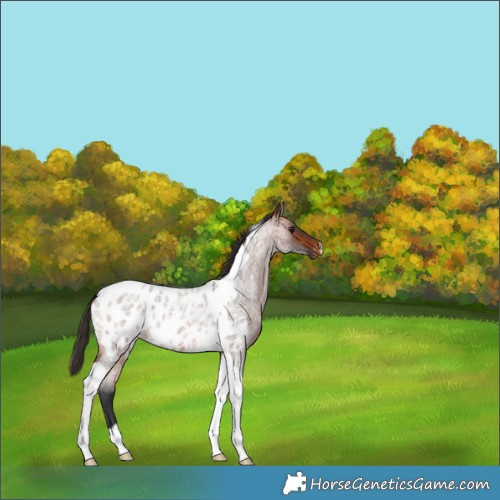 Horse Color:Bay Roan Tobiano Near Leopard 