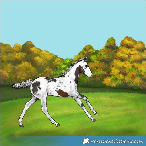 Horse Color:Brown Harlequin Merle