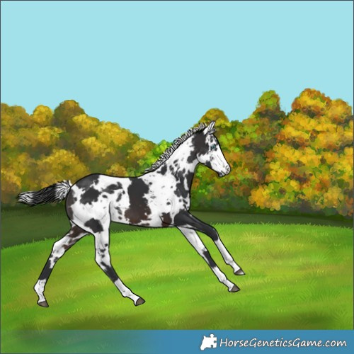 Horse Color:Brown Harlequin Merle 