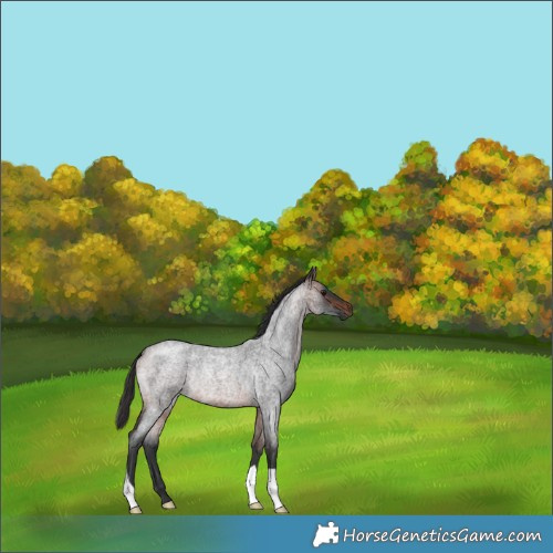 Horse Color:Brown Roan Rabicano 