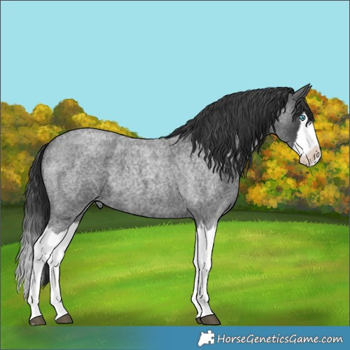 Horse Color:Blue Roan Splash 