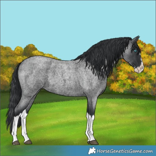 Horse Color:Blue Roan Splash 