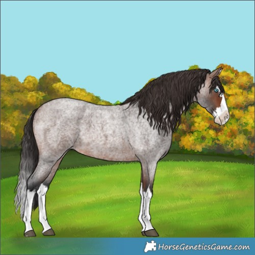 Horse Color:Brown Roan Splash